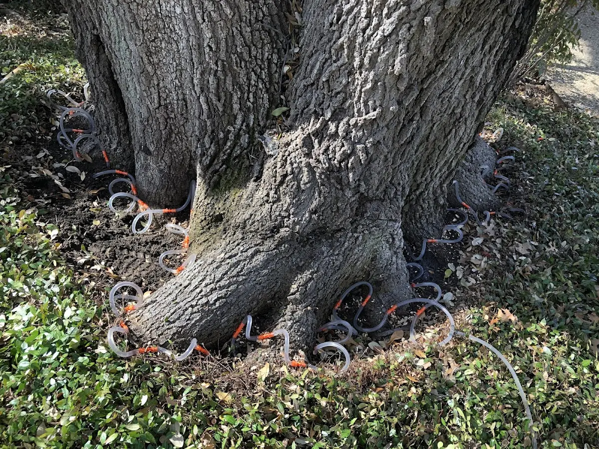 Detailed Tree Cabling and Bracing job site in Lake Lynn