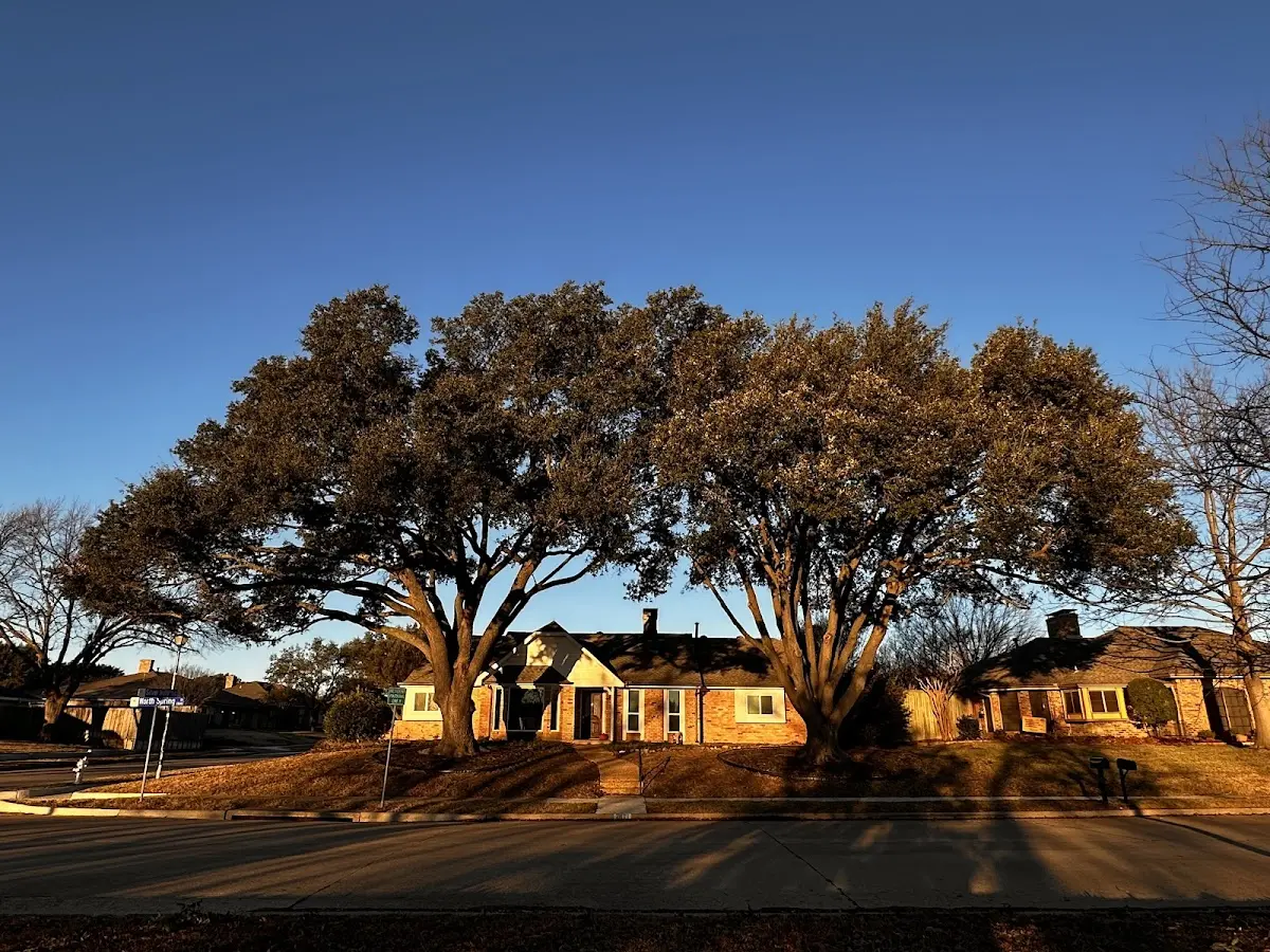 Established residential canopy tree shading a home in Lake Lynn